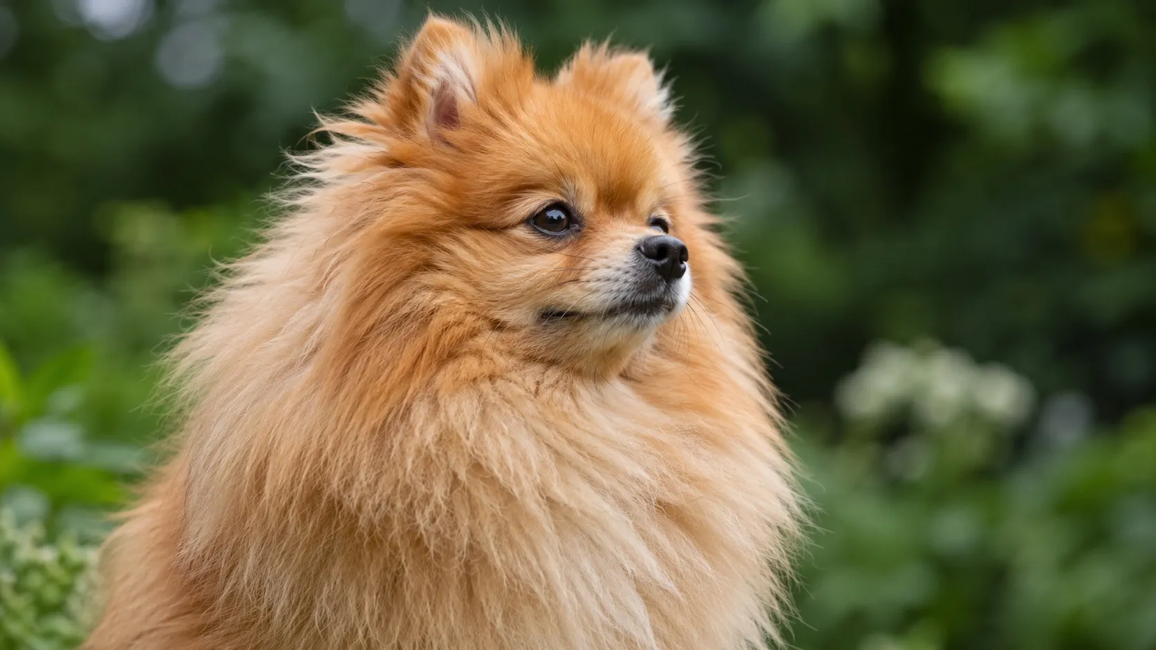 Detail klinovitej, líščej hlavy pomeraniana so vztýčenými ušami a hrivou okolo krku.